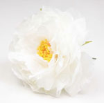Peonia Sanlucar Fleurs flamenco. 12cm. Blanc